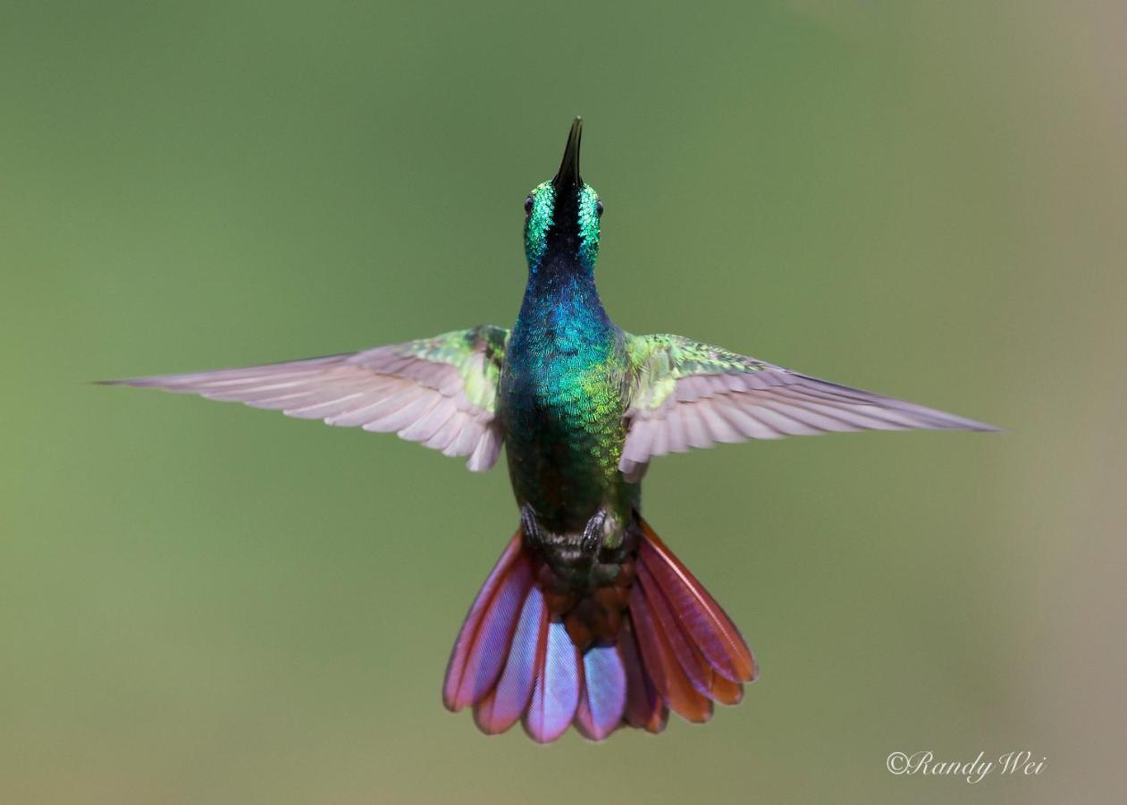 Arte De Plumas Birding Lodge Cartago Esterno foto