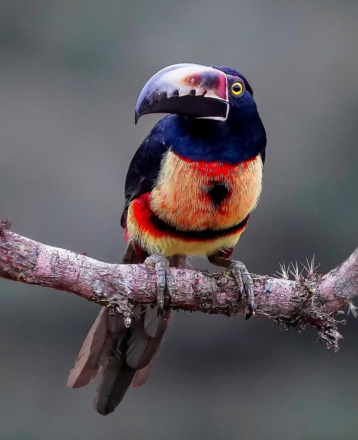 Arte De Plumas Birding Lodge Cartago Esterno foto