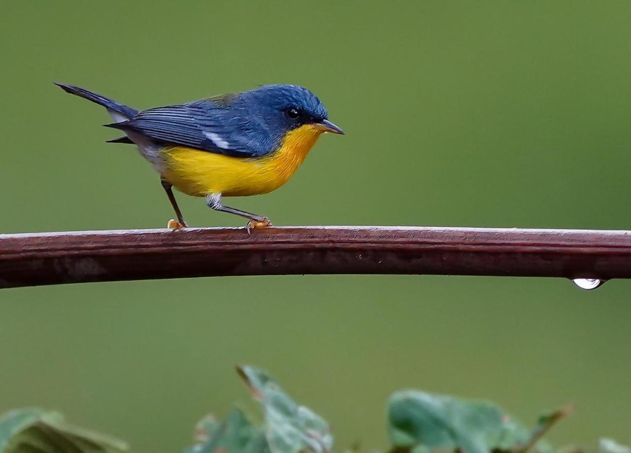 Arte De Plumas Birding Lodge Cartago Esterno foto