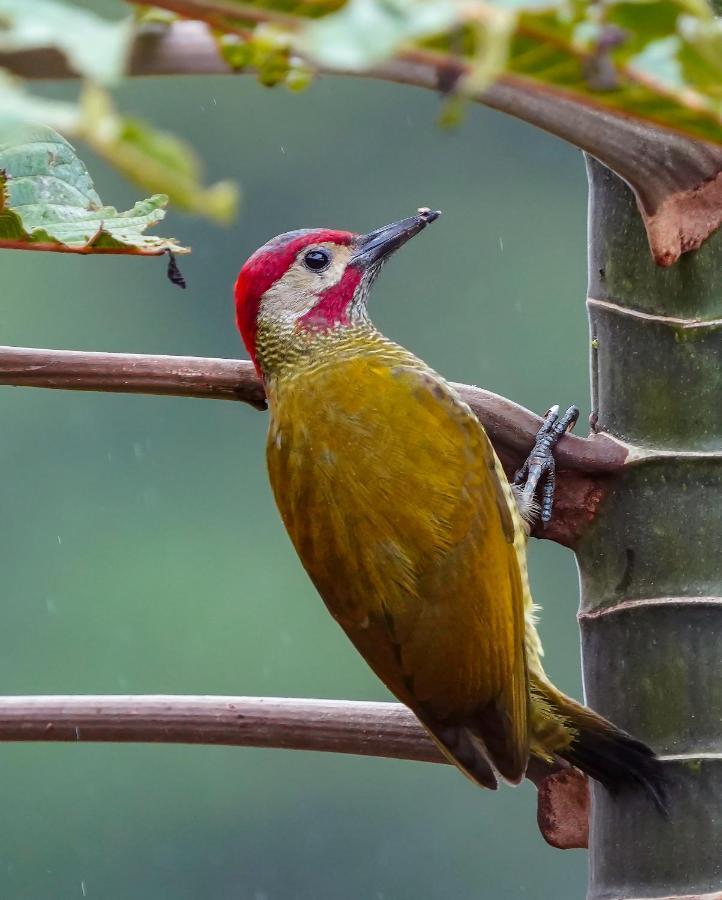 Arte De Plumas Birding Lodge Cartago Esterno foto