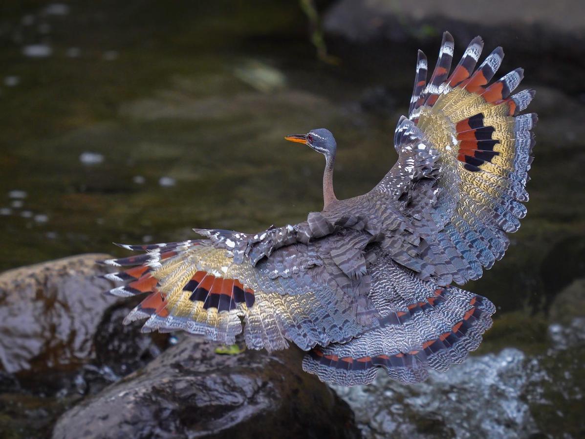 Arte De Plumas Birding Lodge Cartago Esterno foto