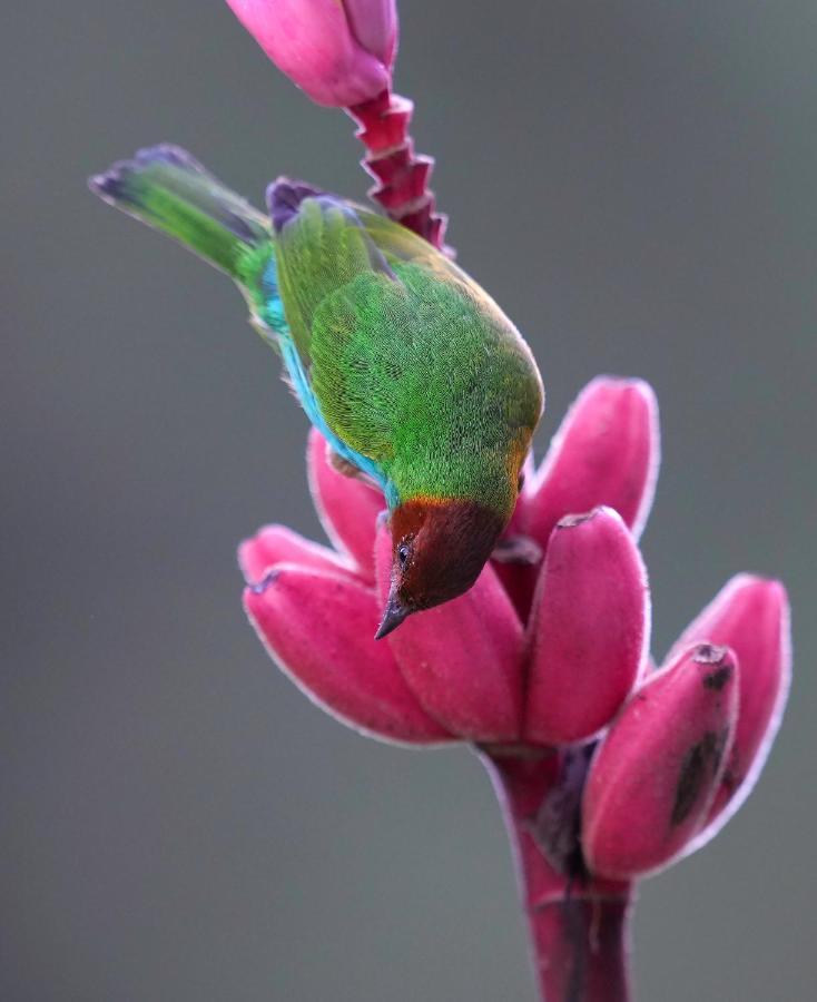 Arte De Plumas Birding Lodge Cartago Esterno foto