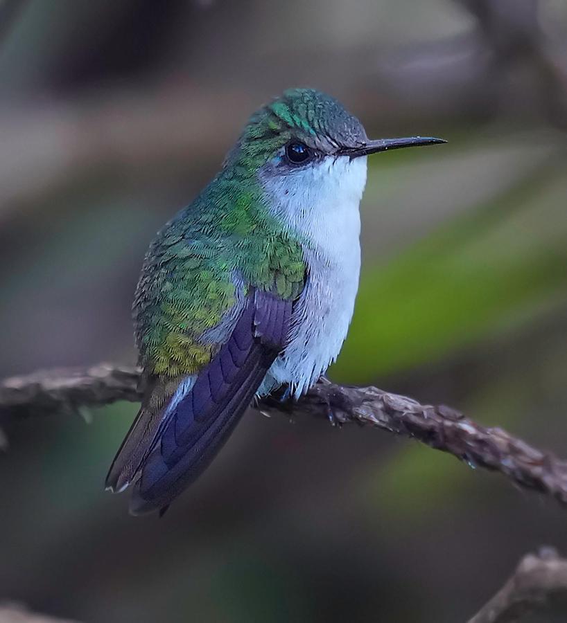 Arte De Plumas Birding Lodge Cartago Esterno foto