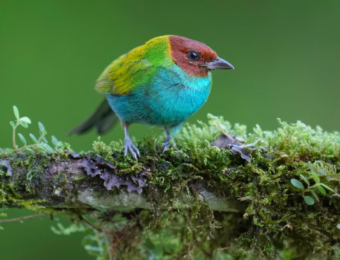 Arte De Plumas Birding Lodge Cartago Esterno foto