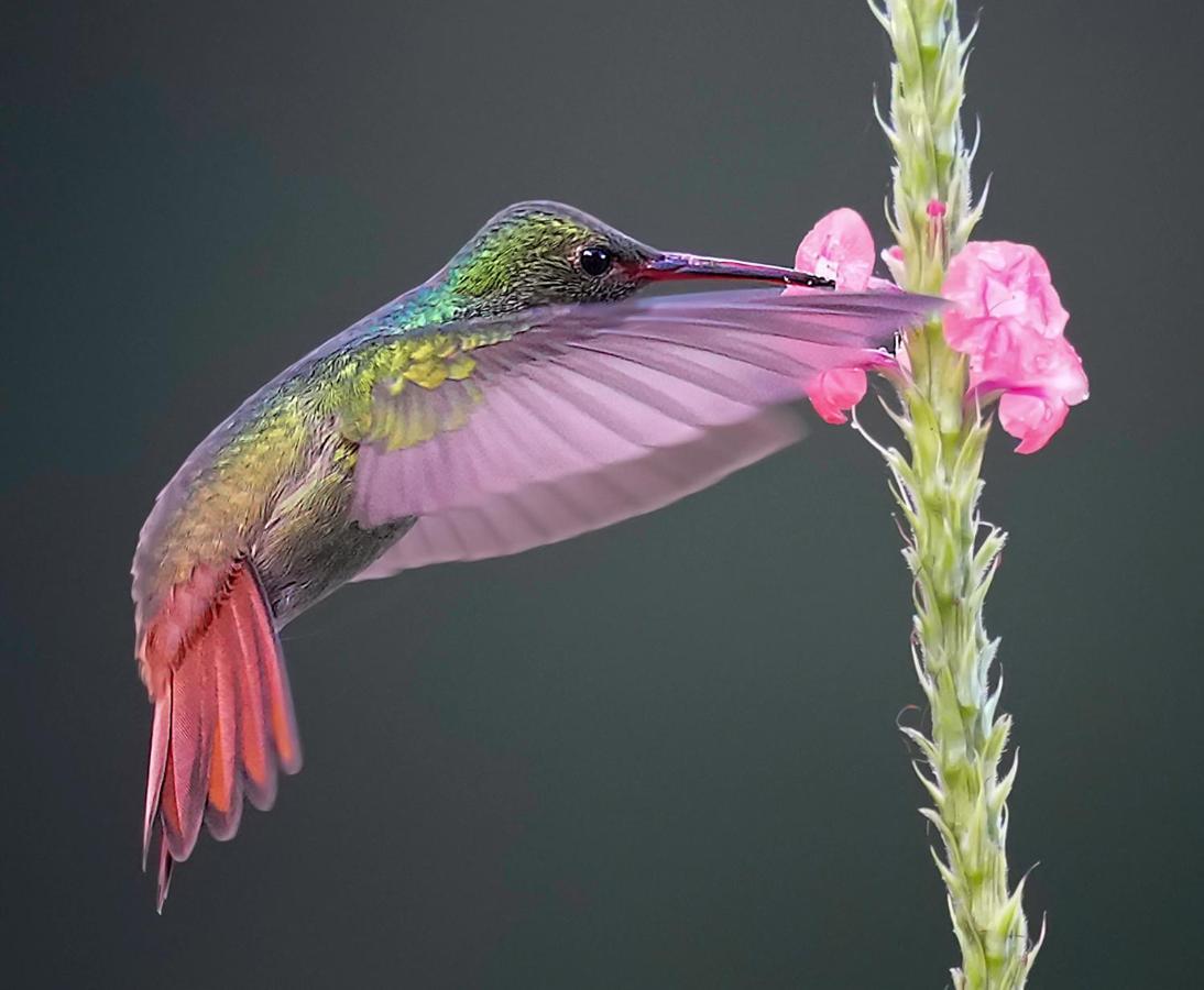 Arte De Plumas Birding Lodge Cartago Esterno foto