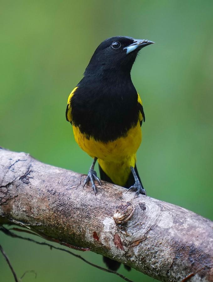Arte De Plumas Birding Lodge Cartago Esterno foto