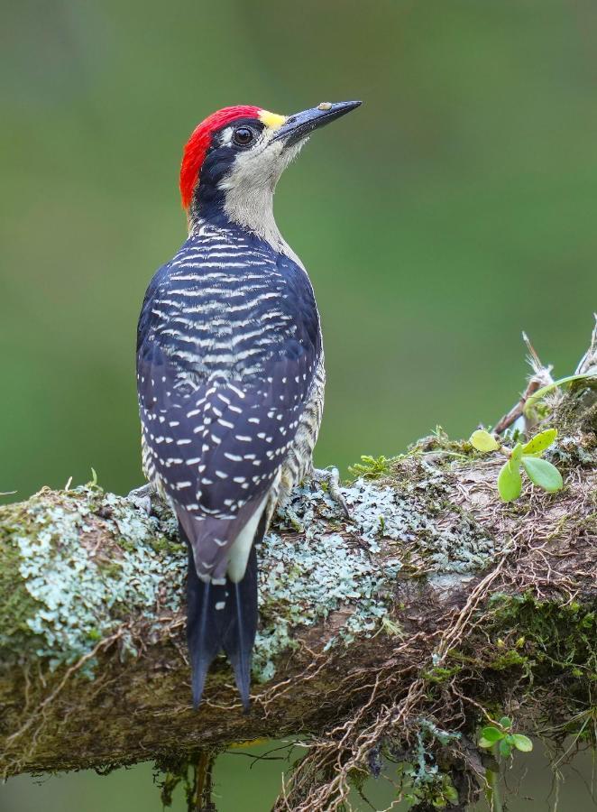 Arte De Plumas Birding Lodge Cartago Esterno foto